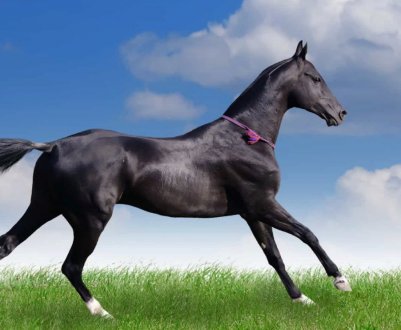 Падіж коней в Хакасії спровокував згубний некроз