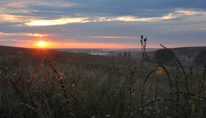 Російські м'ясники «реанімують» 47 тисяч гектарів занедбаних полів