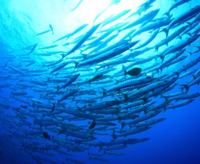 Плавуча «Андромеда» дала старт нової епохи рибного фермерства в РФ