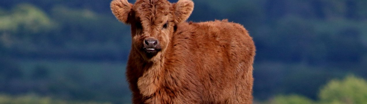 Корівки з Німеччини та Голландії знайшли будинок на рязанської мегаферме