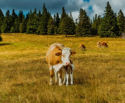 На московській конференції «Russian Meat&Feed Industry-2019» обговорять стратегії російського тваринництва