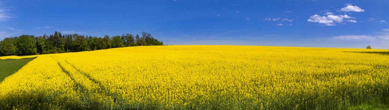 У 2019 р. урожай ріпаку в Україні буде рекордним