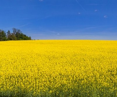 У 2019 р. урожай ріпаку в Україні буде рекордним