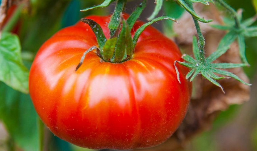 Томат Альоша Попович Томат Альоша Попович