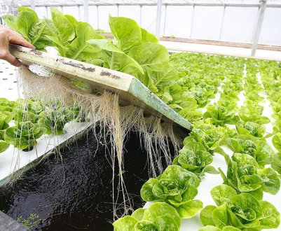 Особливості гідропонних систем в теплицях