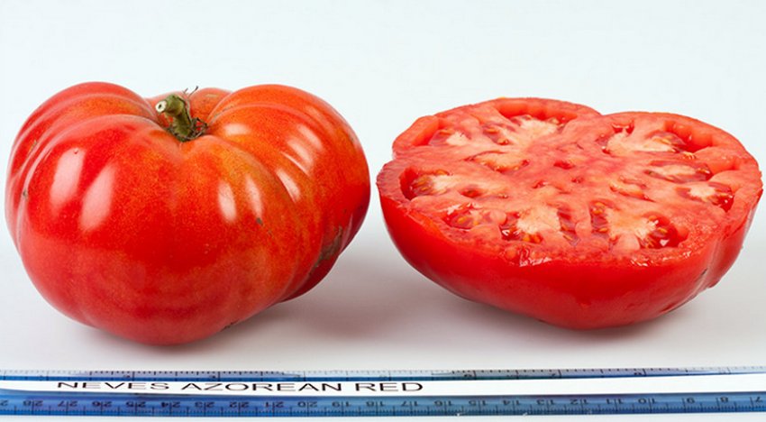 Томат Азорський червоний Невеса Томат Азорський червоний Невеса