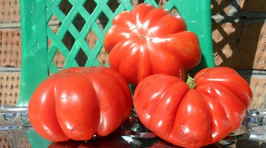 Томат Акордеон рожевий Томат Акордеон рожевий