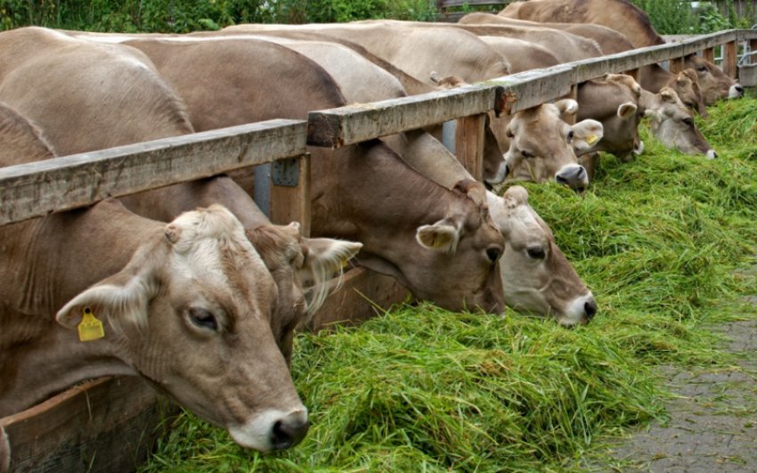 Харчування корів