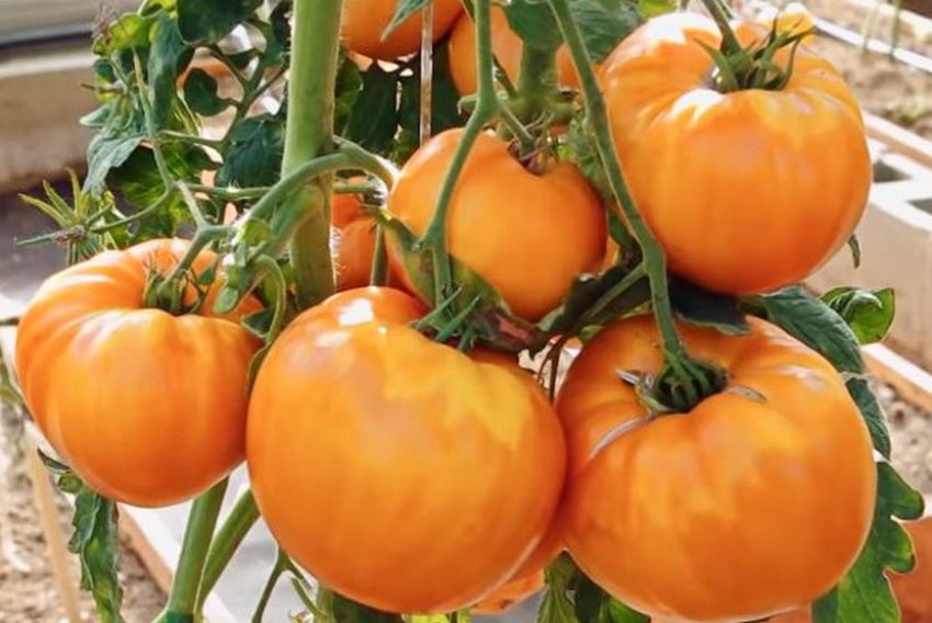 Томат Гамана Оранж Томат Гамана Оранж