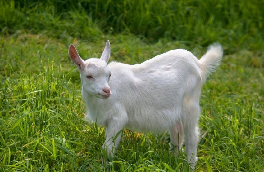 Російська біла порода Російська біла порода