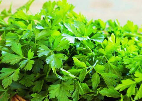 Особливості посадки і догляду за петрушкою Італійський гігант