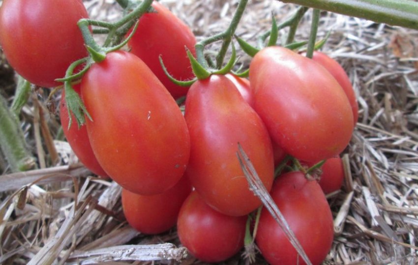 Томат Чіо-Чіо-Сан Томат Чіо-Чіо-Сан