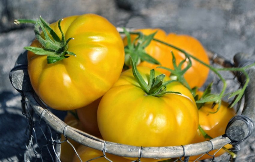 Томат Азоюшка Томат Азоюшка