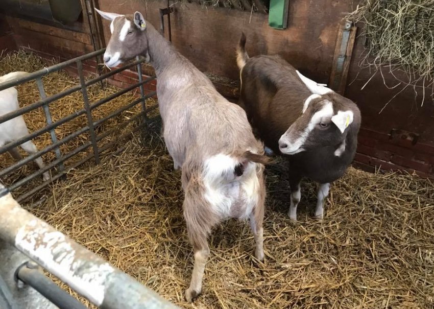 Тоггенбурзька порода Тоггенбурзька порода