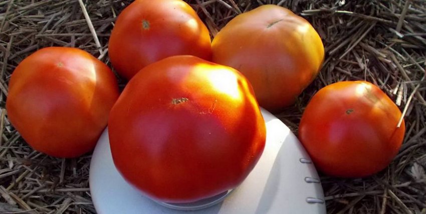 Томат Академік Сахаров Томат Академік Сахаров