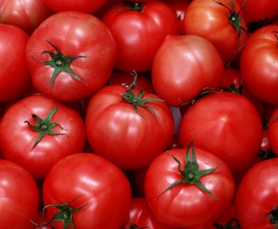 ТОП-15 найпопулярніших індетермінантних сортів томатів для теплиць