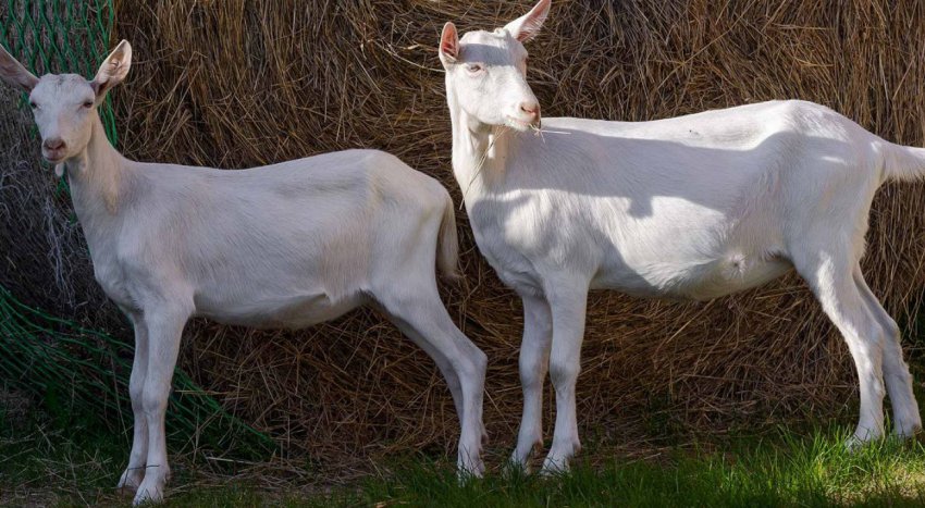 Зааненська порода Зааненська порода