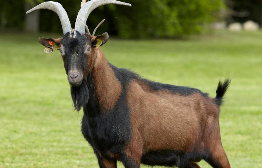 Альпійська порода Альпійська порода