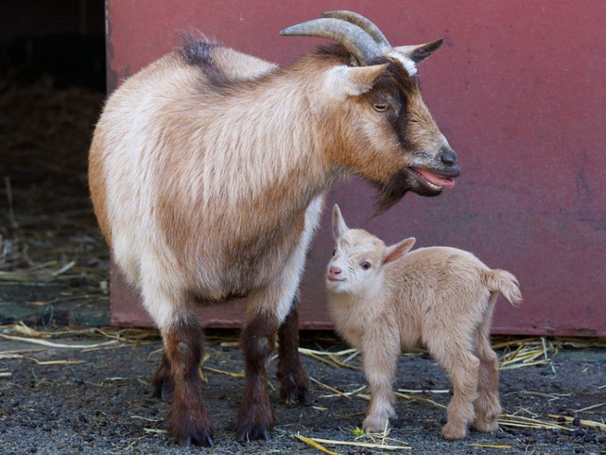 Камерунська порода Камерунська порода