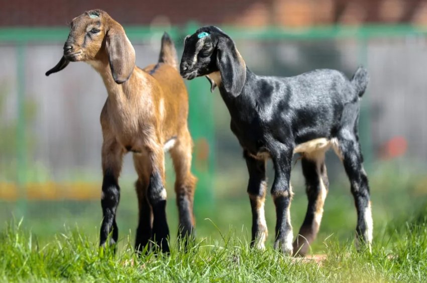 Нубійська порода Нубійська порода