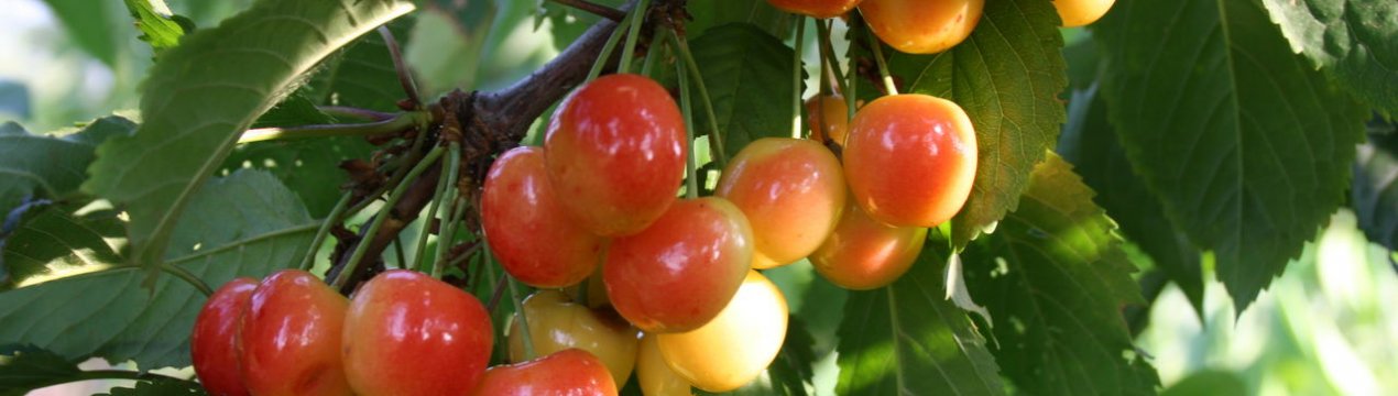 Особливості посадки і догляду за черешнею сорти Франц Йосип