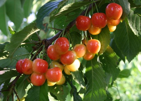 Особенности посадки и ухода за черешней сорта Франц Иосиф