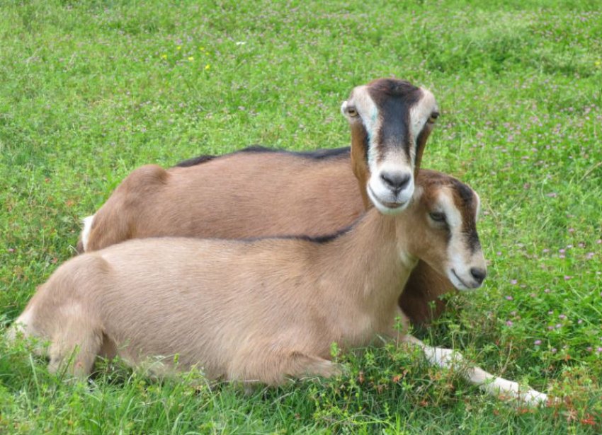 Кози Ламанча Кози Ламанча