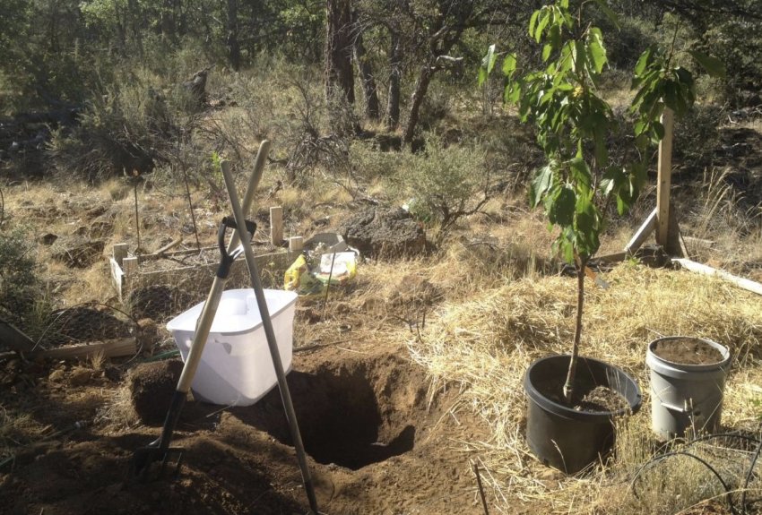 Де садити черешню