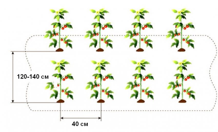 Схема посадки томатів Схема посадки томатів