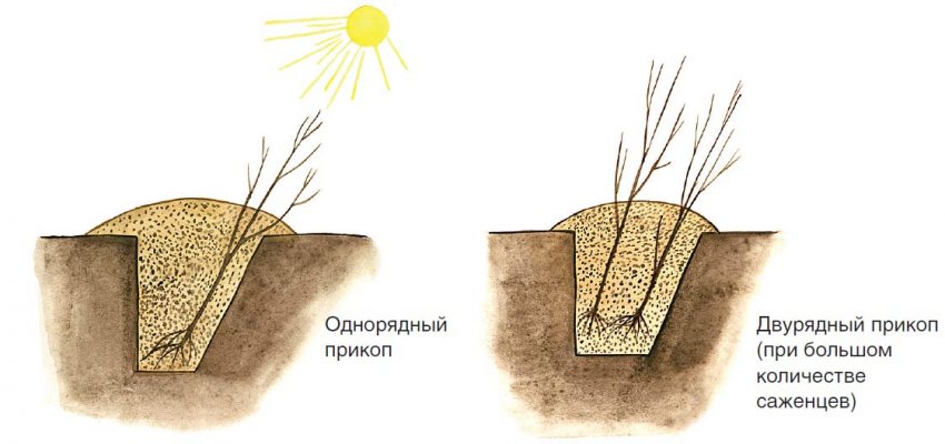 Прикопка саджанця