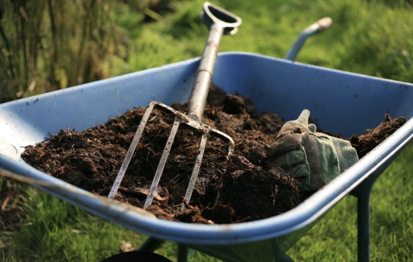 Гній для підгодівлі черешні