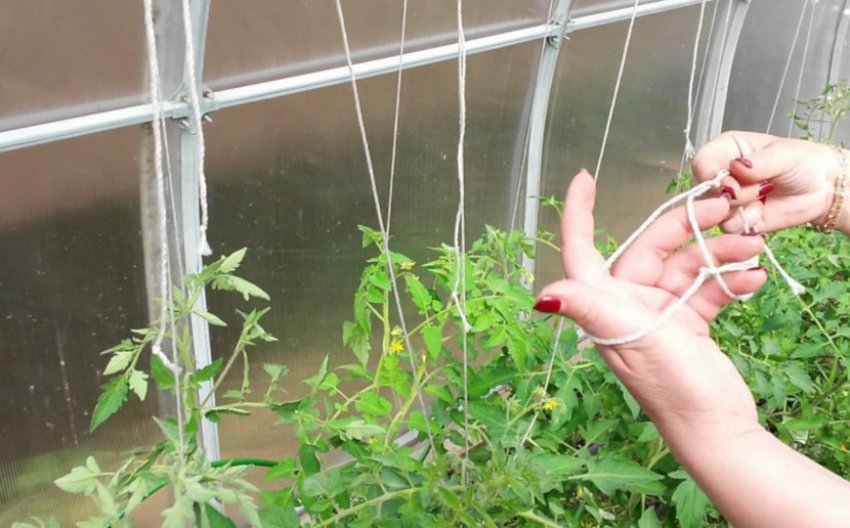 Підв'язування томатів Підв'язування томатів