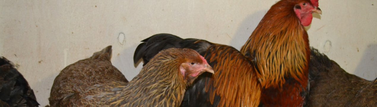 Брама порода курей: опис, догляд та годівля