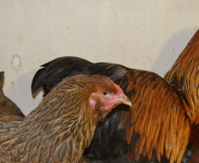 Брама порода курей: опис, догляд та годівля