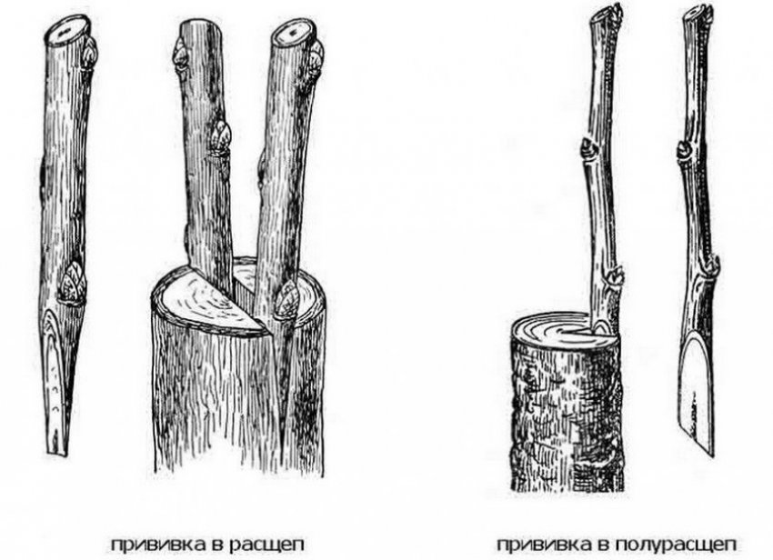 Привить черешню на сливу что будет
