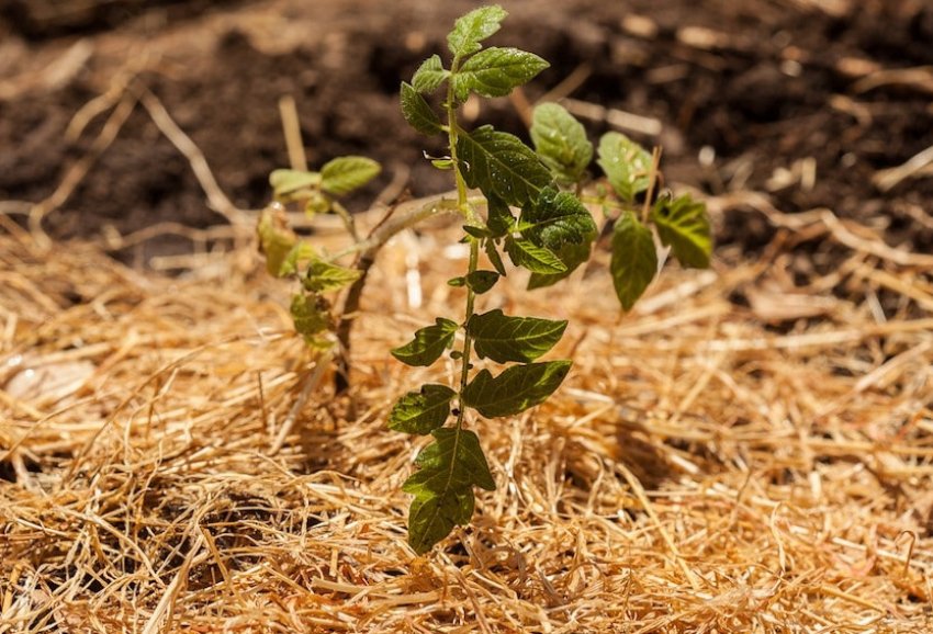 Мульчування томатів Мульчування томатів