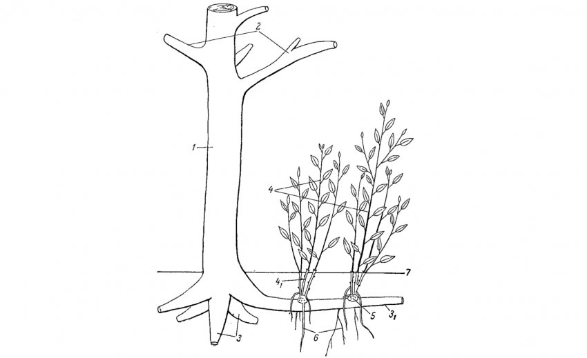 Видалення порослі