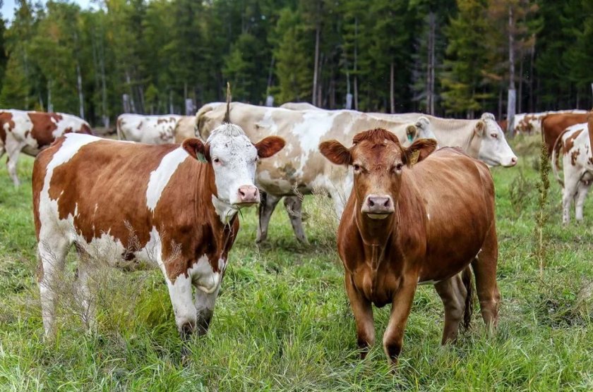 На московской конференции «Russian Meat&Feed Industry-2019» обсудят стратегии российского животноводства На московской конференции «Russian Meat&Feed Industry-2019» обсудят стратегии российского животноводства