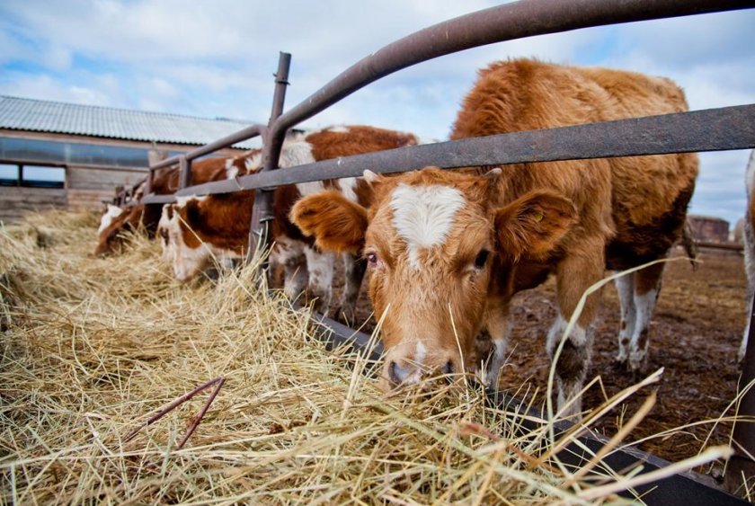 На московской конференции «Russian Meat&Feed Industry-2019» обсудят стратегии российского животноводства На московской конференции «Russian Meat&Feed Industry-2019» обсудят стратегии российского животноводства