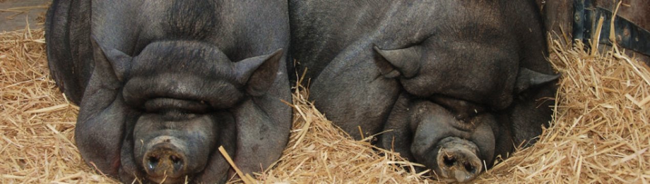 Вислочерева в'єтнамська свиня: опис породи, особливості утримання та годівлі