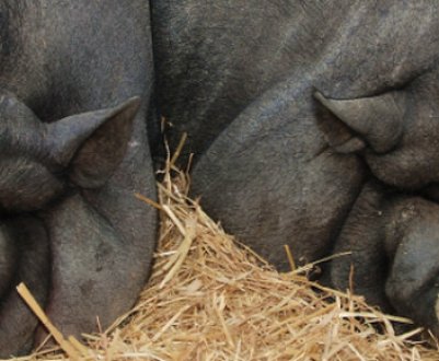 Вислочерева в'єтнамська свиня: опис породи, особливості утримання та годівлі