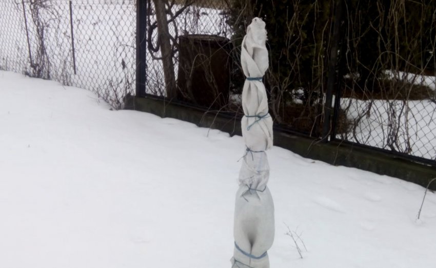 Укриття саджанці черешні мішком