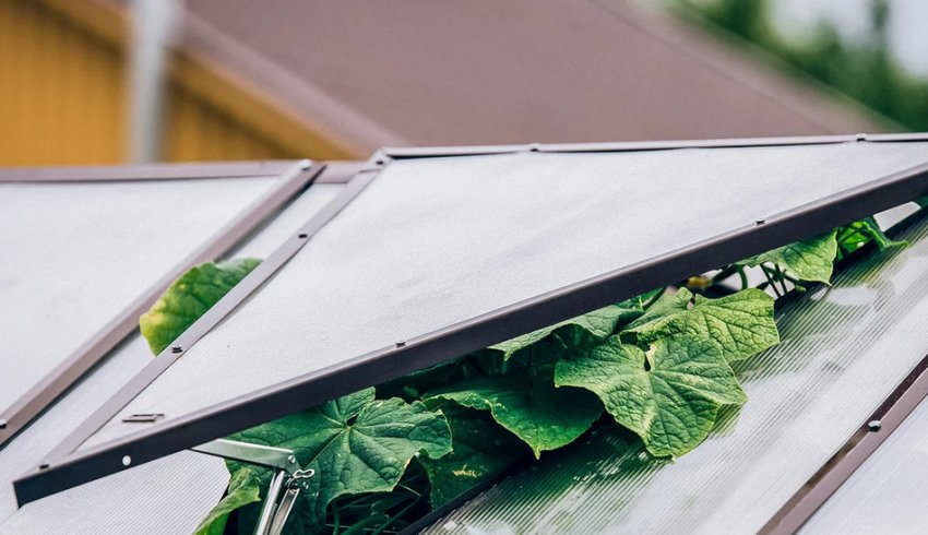 Теплиця влітку