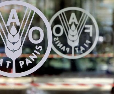 Боротьба з усіма формами недоїдання є головним пріоритетом FAO на найближчі два роки