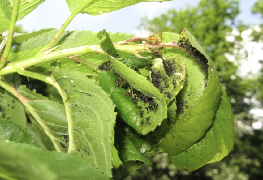 Колонії попелиці на листках черешні