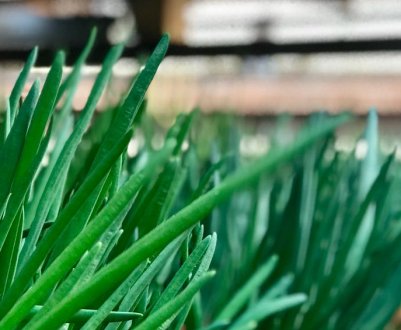 Особливості вигонки цибулі