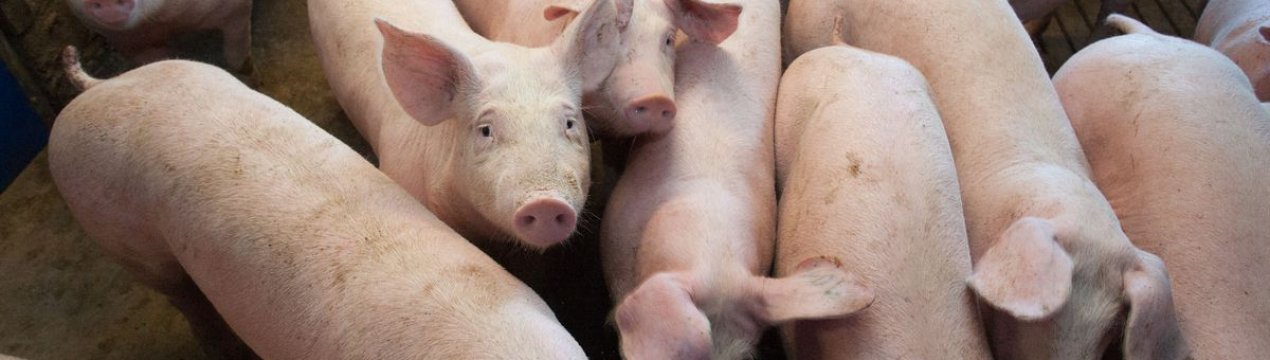 Американські свинарі скасували проведення Всесвітньої виставки свинини