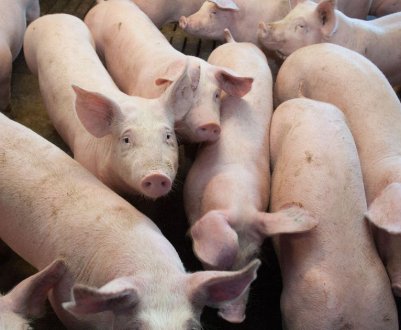 Американські свинарі скасували проведення Всесвітньої виставки свинини