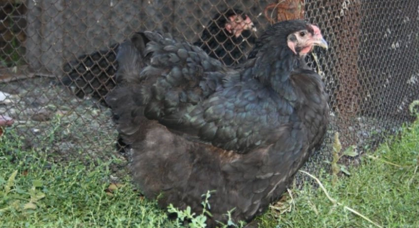 чорна Брама чорна Брама