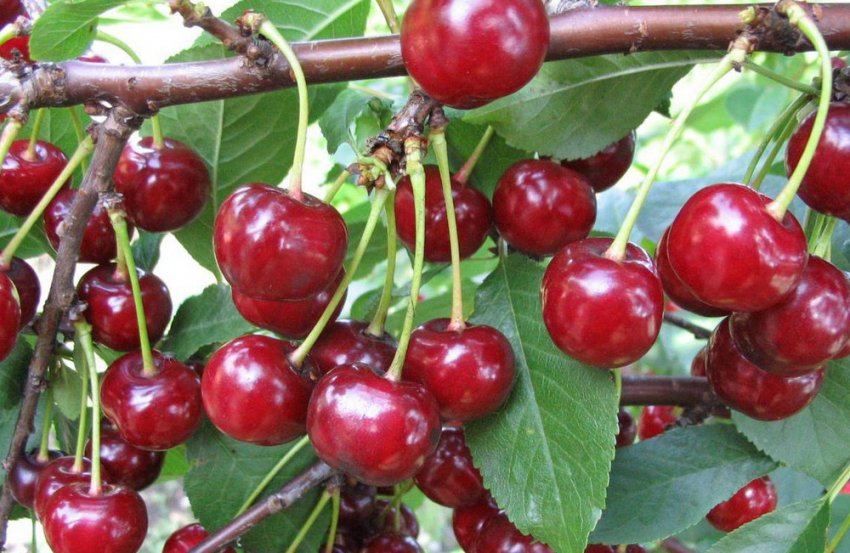 Черешня Сюбаровская Черешня Сюбаровская